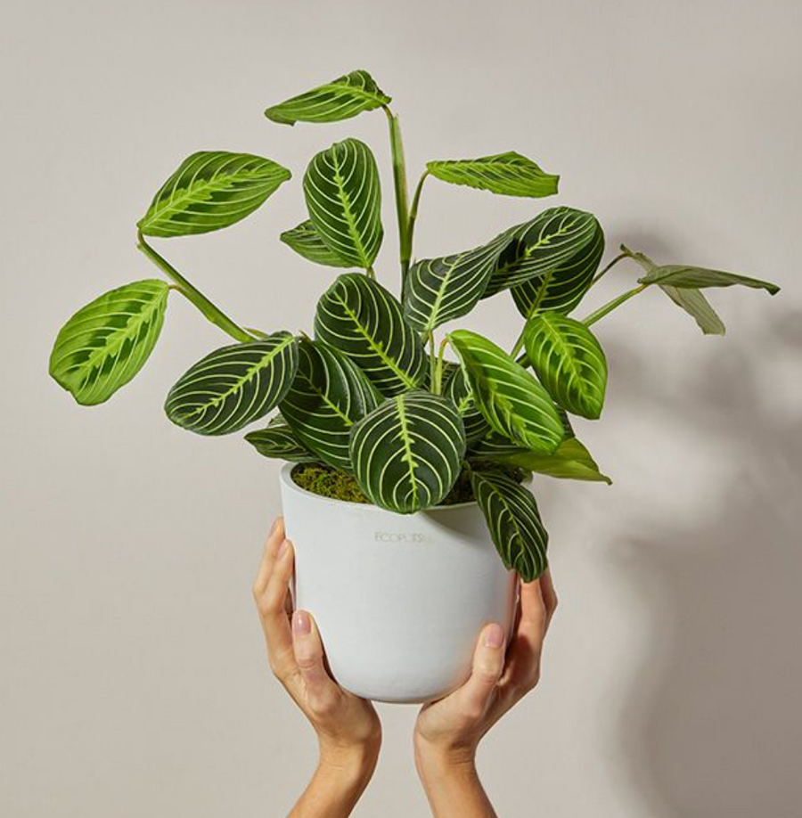 Grateful Plant